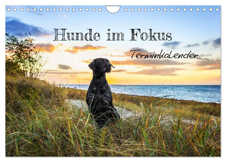 Produktbild: Hunde im Fokus (Wandkalender 2026 DIN A4 quer), CALVENDO Monatskalender