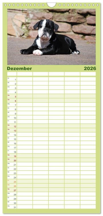 Produktbild: Familienplaner 2026 - Bulldoggen-Kinder mit 5 Spalten (Wandkalender, 21 x 45 cm) CALVENDO