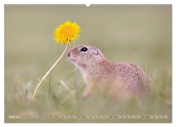 Produktbild: Zauberhafte Ziesel (hochwertiger Premium Wandkalender 2026 DIN A2 quer), Kunstdruck in Hochglanz
