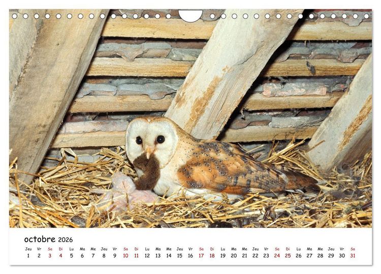Produktbild: La vie des chouettes, les dames de la nuit (Calendrier mural 2026 DIN A4 vertical), CALVENDO calendrier mensuel