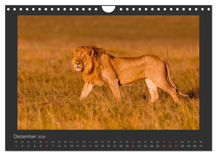 Produktbild: L&ouml;wen Wildlife-Fotografien (Wandkalender 2026 DIN A4 quer), CALVENDO Monatskalender