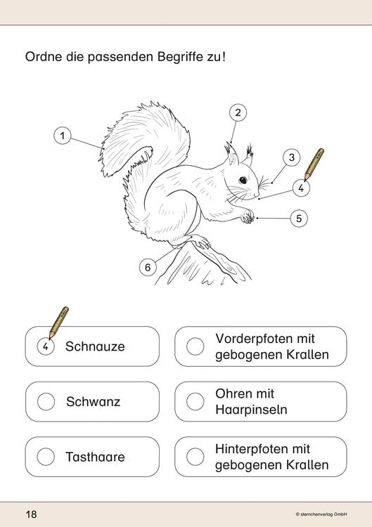 Produktbild: Ich kenne das Eichhörnchen