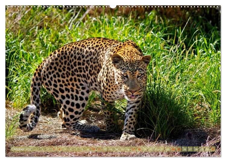 Produktbild: Namibias faszinierende Tierwelt (hochwertiger Premium Wandkalender 2026 DIN A2 quer), Kunstdruck in Hochglanz
