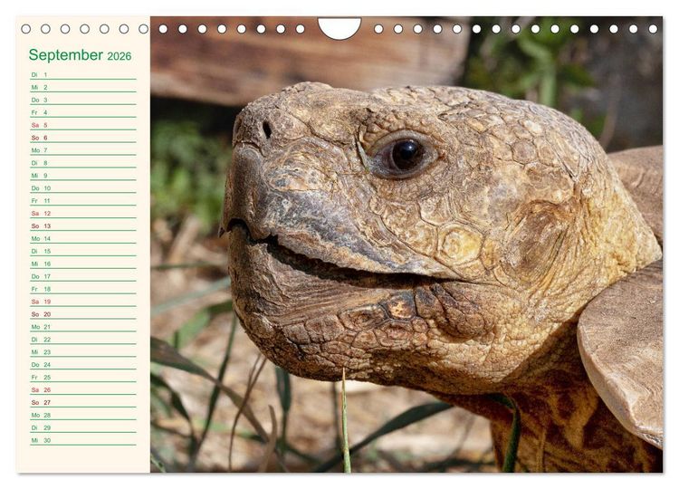 Produktbild: Meine Schildkr&ouml;ten - Geburtstagskalender (Wandkalender 2026 DIN A4 quer), CALVENDO Monatskalender
