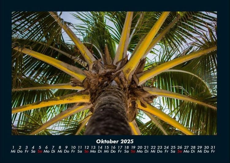 Produktbild: Palmen 2025 Fotokalender DIN A4