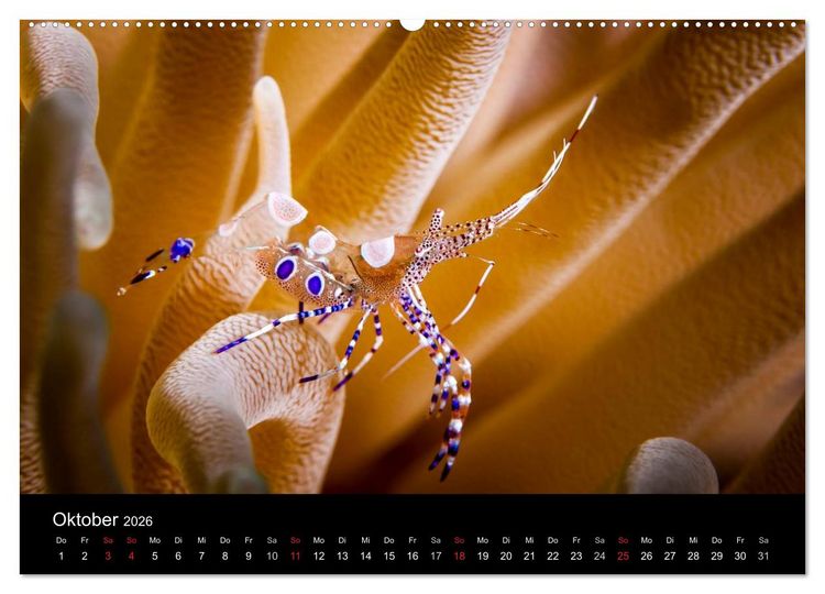 Produktbild: Abgetaucht - an den K&uuml;sten vor Cura&ccedil;ao (Wandkalender 2026 DIN A2 quer), CALVENDO Monatskalender