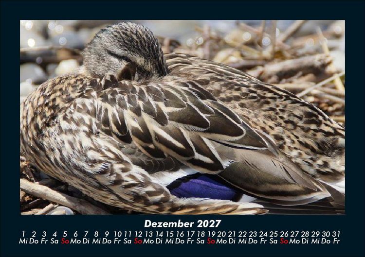 Produktbild: Enten 2027 Fotokalender DIN A5