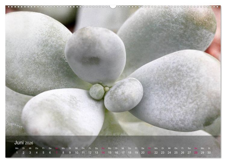 Produktbild: Sukkulenten in Haus und Garten (Wandkalender 2026 DIN A2 quer), CALVENDO Monatskalender