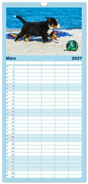 Produktbild: Familienplaner 2027 - Seeb&auml;rchen entdecken die Welt - Berner Sennenhunde mit 5 Spalten (Wandkalender, 21 x 45 cm) CALVENDO