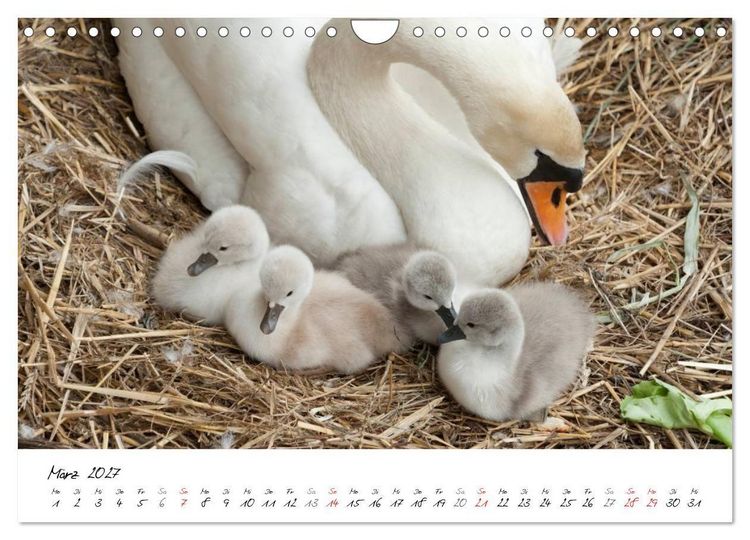 Produktbild: Vom K&uuml;ken zum Schwan (Wandkalender 2027 DIN A4 quer), CALVENDO Monatskalender