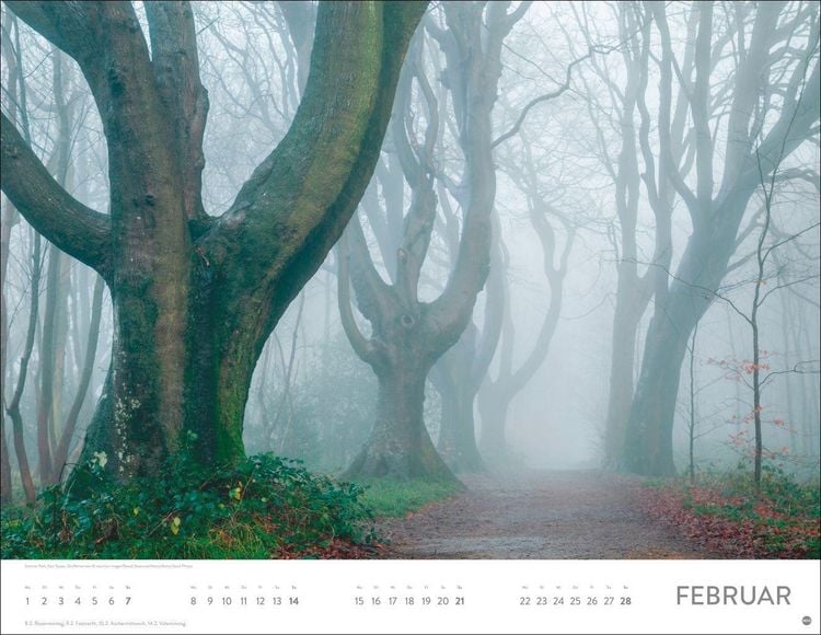 Produktbild: Sch&ouml;nheit des Waldes Posterkalender 2027