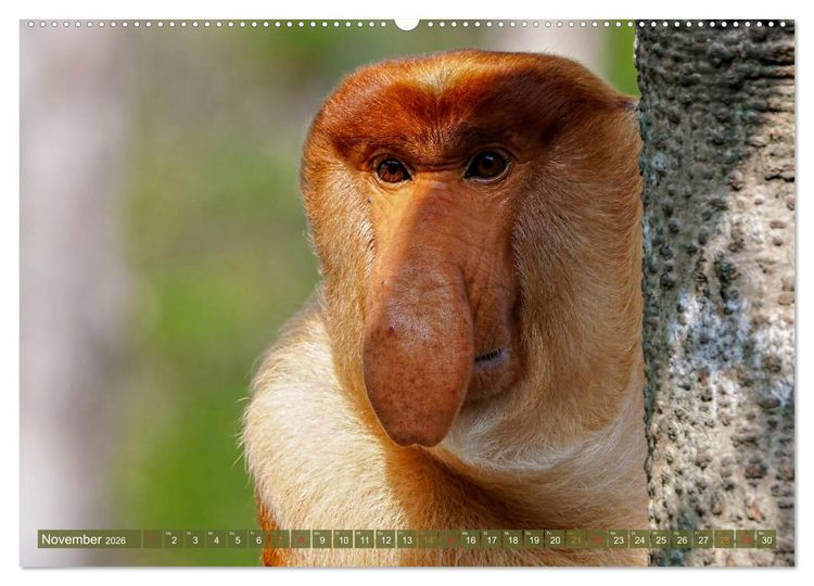 Produktbild: Nasenaffen von Borneo (hochwertiger Premium Wandkalender 2026 DIN A2 quer), Kunstdruck in Hochglanz