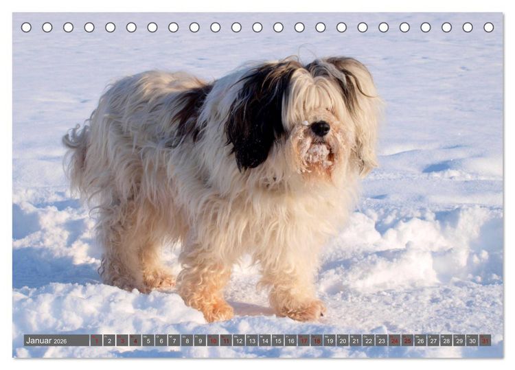 Produktbild: Tibet-Terrier - Eine Hunderasse mit Charakter (Tischkalender 2026 DIN A5 quer), CALVENDO Monatskalender