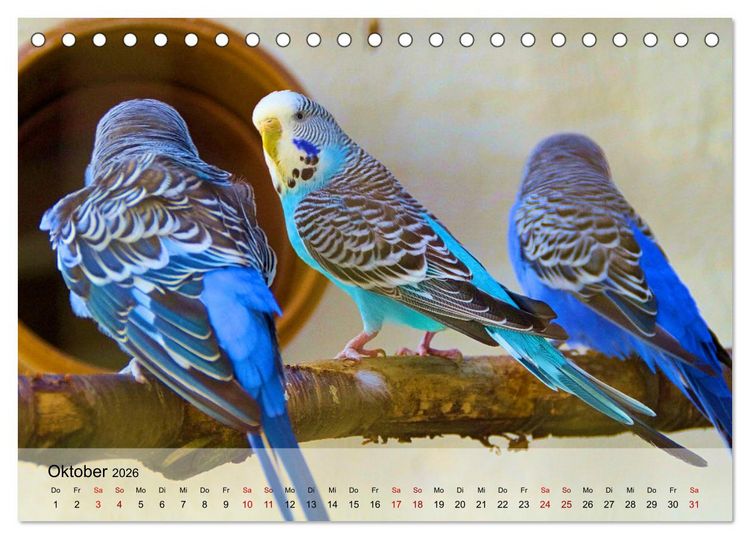 Produktbild: Wellensittiche - gesellige Freunde (Tischkalender 2026 DIN A5 quer), CALVENDO Monatskalender