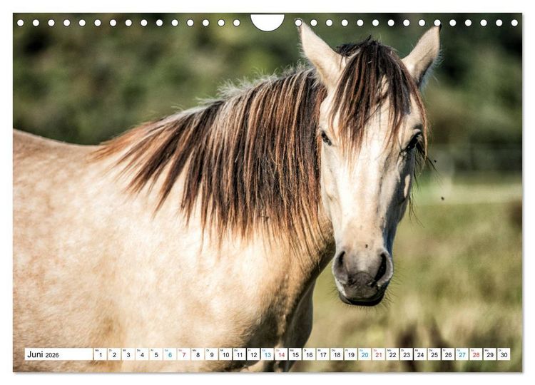 Produktbild: Durch das Jahr mit dem Connemara Pony Holly (Wandkalender 2026 DIN A4 quer), CALVENDO Monatskalender