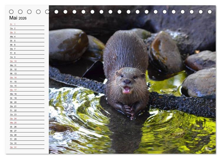 Produktbild: Seehunde und Otter. Putzige Gesellen, perfekte Schwimmer (Tischkalender 2026 DIN A5 quer), CALVENDO Monatskalender