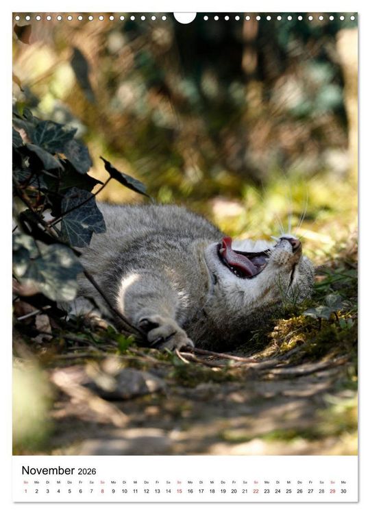 Produktbild: Kleine Tiger im Wald (Wandkalender 2026 DIN A3 hoch), CALVENDO Monatskalender
