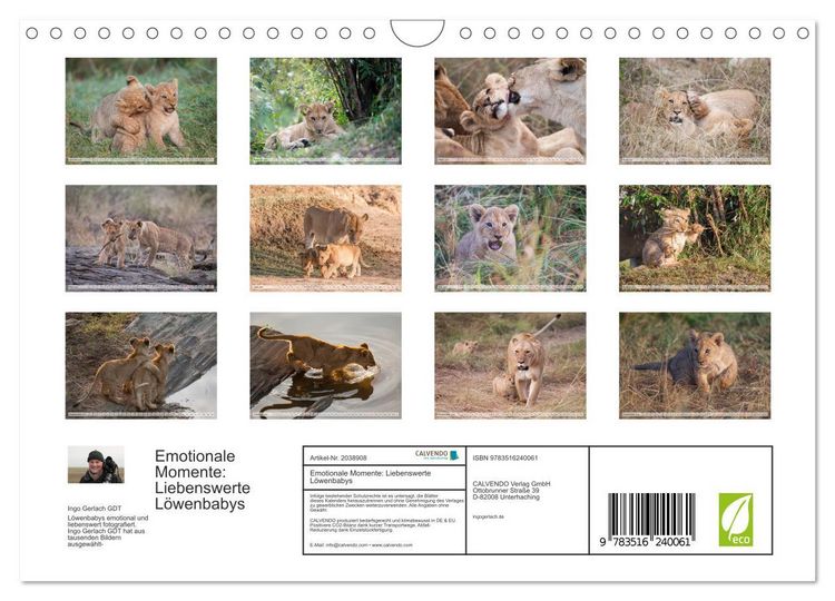 Produktbild: Emotionale Momente: Liebenswerte L&ouml;wenbabys (Wandkalender 2026 DIN A4 quer), CALVENDO Monatskalender