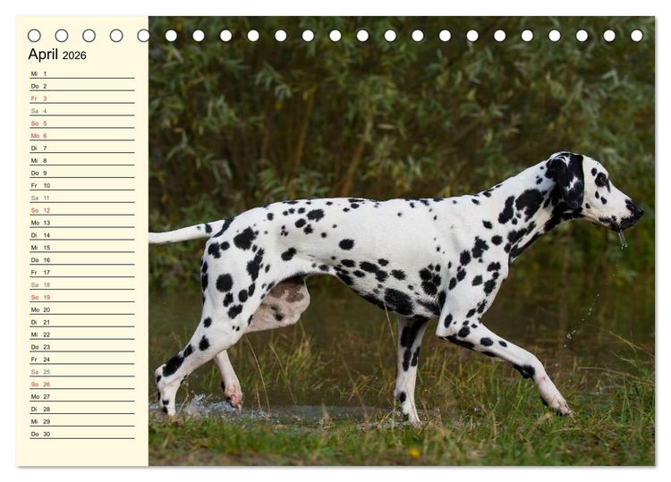 Produktbild: Auf den Punkt - Dalmatiner (Tischkalender 2026 DIN A5 quer), CALVENDO Monatskalender