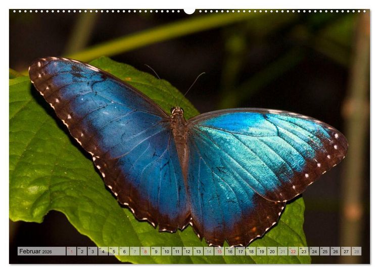 Produktbild: Schmetterlinge - zarte Gesch&ouml;pfe der Natur (hochwertiger Premium Wandkalender 2026 DIN A2 quer), Kunstdruck in Hochglanz