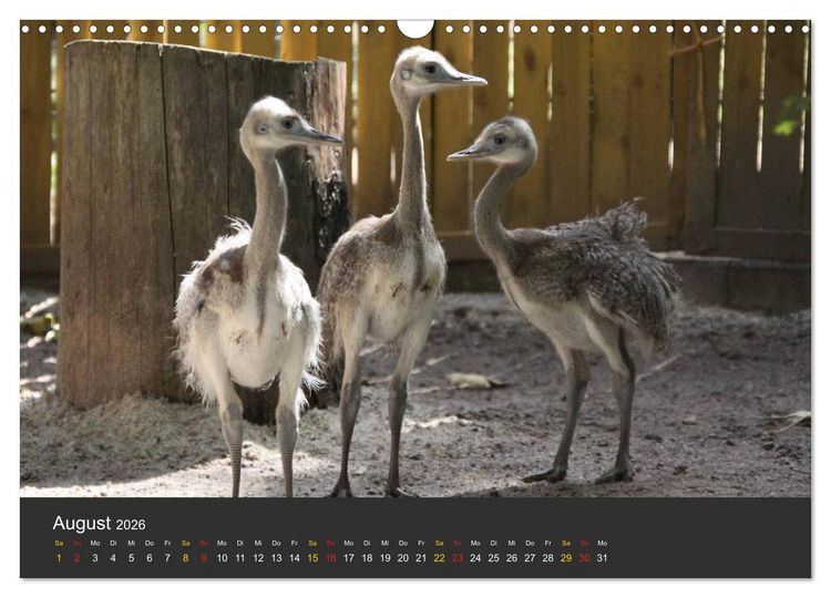 Produktbild: Tierpark-Gera (Wandkalender 2026 DIN A3 quer), CALVENDO Monatskalender