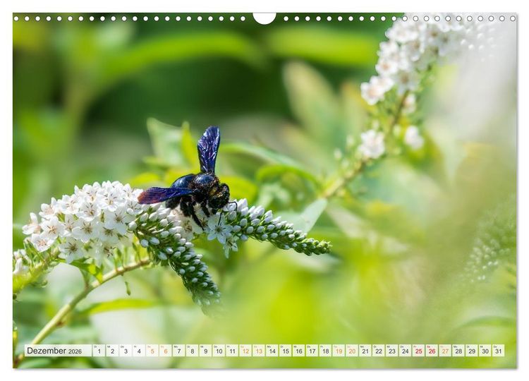 Produktbild: Bienen und Hummeln in Aktion (Wandkalender 2026 DIN A3 quer), CALVENDO Monatskalender