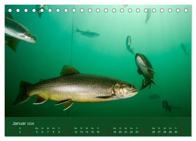 Produktbild: Faszination S&uuml;sswasser (Tischkalender 2026 DIN A5 quer), CALVENDO Monatskalender