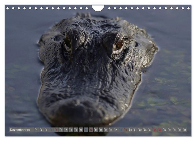 Produktbild: Sunshine State Florida Natur, Tierwelt und Nationalparks (Wandkalender 2027 DIN A4 quer), CALVENDO Monatskalender