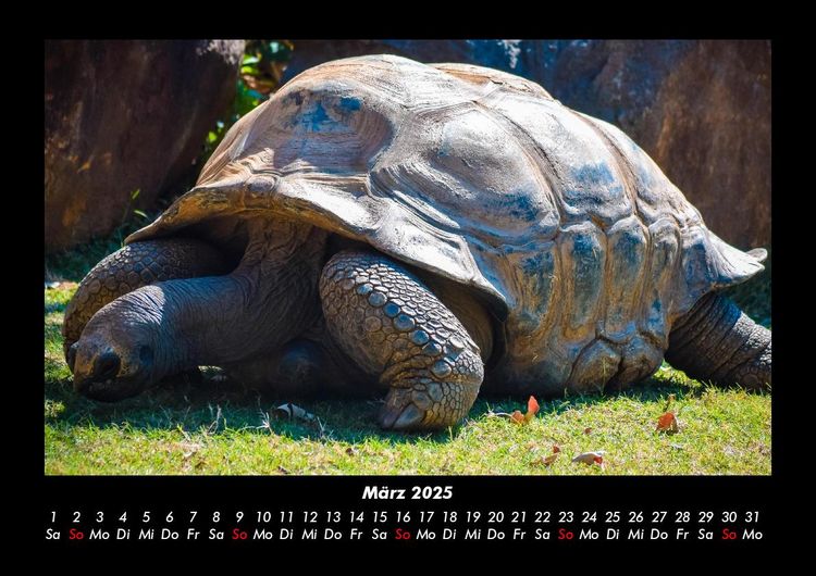 Produktbild: Schildkr&ouml;tenzauber 2025 Fotokalender DIN A3