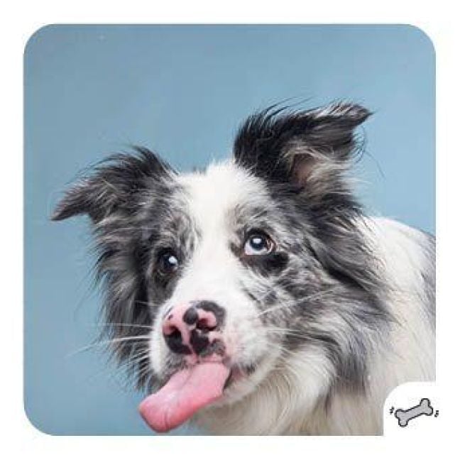 Das Rätselbuch für Hundefans von Ursula Herrmann und Wolfgang Berke