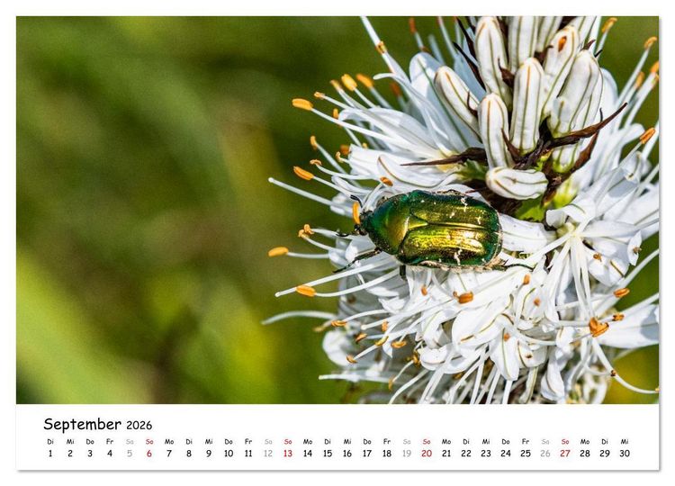 Produktbild: Wildpferde am Kruzi Plateau (Wandkalender 2026 DIN A4 quer), CALVENDO Monatskalender