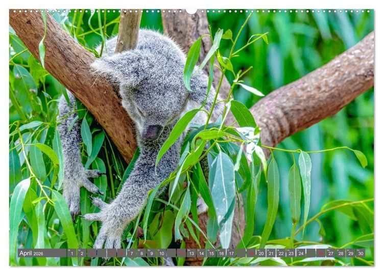 Produktbild: Koalas - Kuscheliges Symbol Australiens (Wandkalender 2026 DIN A2 quer), CALVENDO Monatskalender