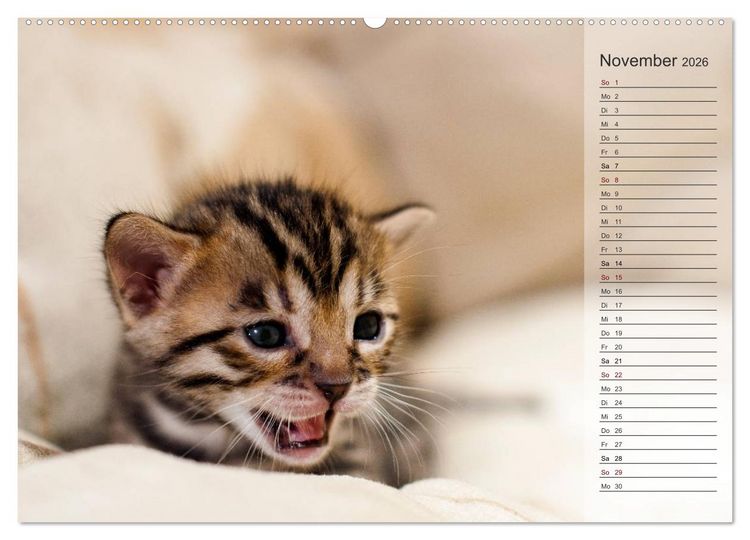 Produktbild: Die Bengalkatze. Edition Jungtiere (hochwertiger Premium Wandkalender 2026 DIN A2 quer), Kunstdruck in Hochglanz