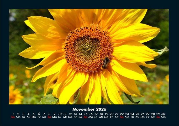 Produktbild: Blumentr&auml;ume 2026 Fotokalender DIN A4