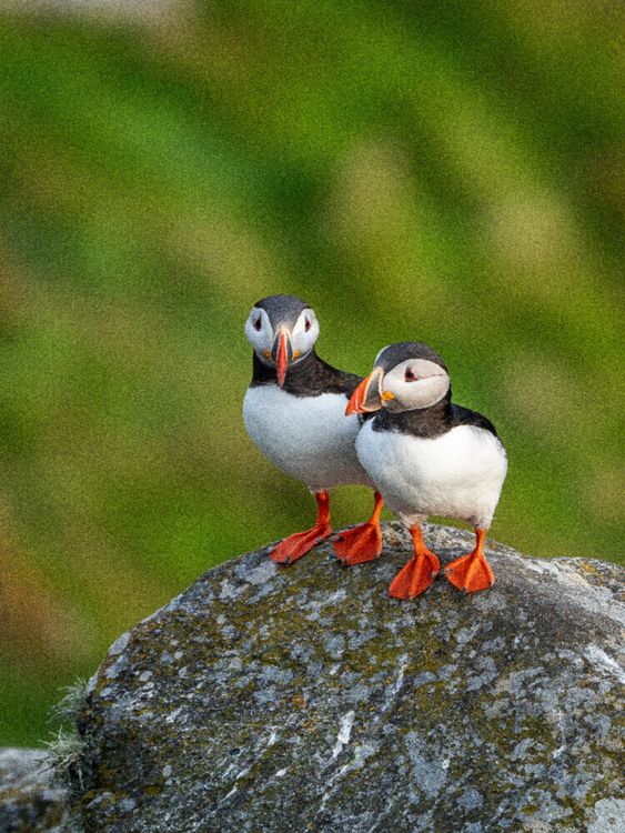 Produktbild: CALVENDO Puzzle Ein Motiv aus dem Kalender Naturerlebnis Puffin | 1000 Teile Lege-Gr&ouml;&szlig;e 64x48cm Foto-Puzzle f&uuml;r gl&uuml;ckliche Stunden