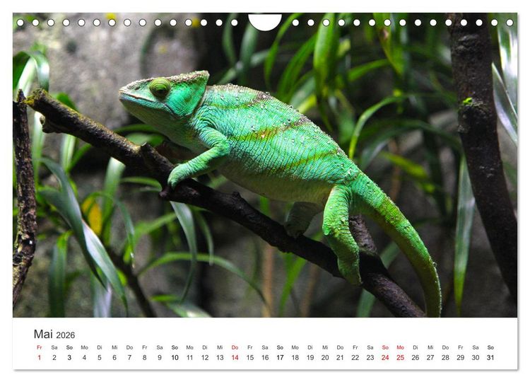 Produktbild: Reptilien - Tierische Farbenpracht (Wandkalender 2026 DIN A4 quer), CALVENDO Monatskalender