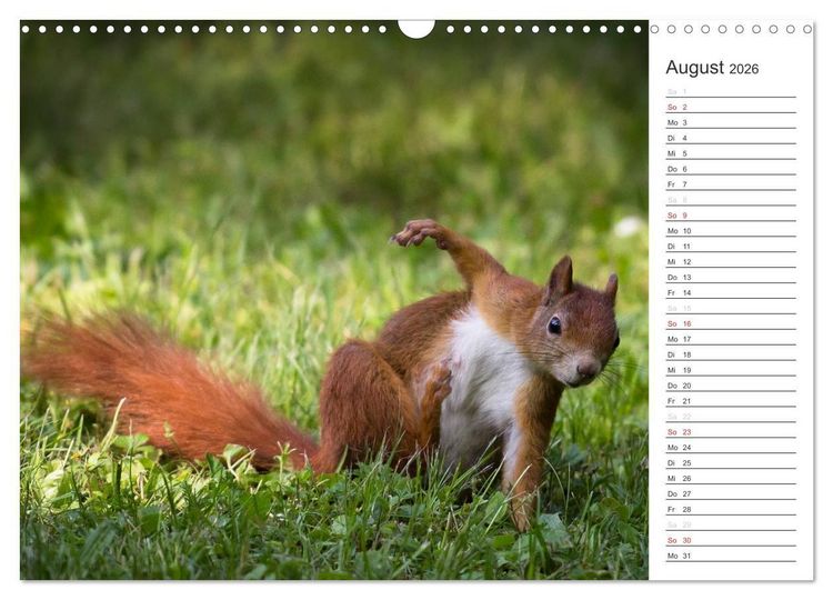 Produktbild: Eichh&ouml;rnchen (Wandkalender 2026 DIN A3 quer), CALVENDO Monatskalender