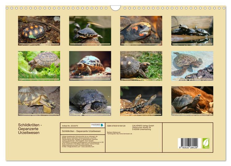 Produktbild: Schildkr&ouml;ten - Gepanzerte Urzeitwesen (Wandkalender 2026 DIN A3 quer), CALVENDO Monatskalender