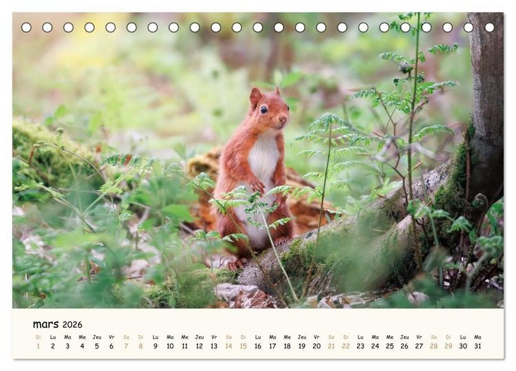 Produktbild: Les murmures de la for&ecirc;t - Regards d'animaux (Calendrier de bureau 2026 DIN A5 vertical), CALVENDO calendrier mensuel