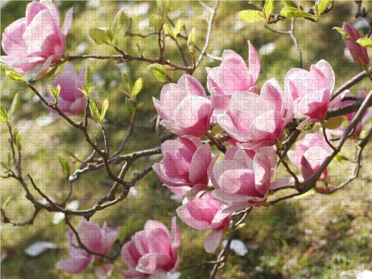 Produktbild: CALVENDO Puzzle Magnolienzweig | 1000 Teile Lege-Gr&ouml;&szlig;e 64x48cm Foto-Puzzle f&uuml;r gl&uuml;ckliche Stunden