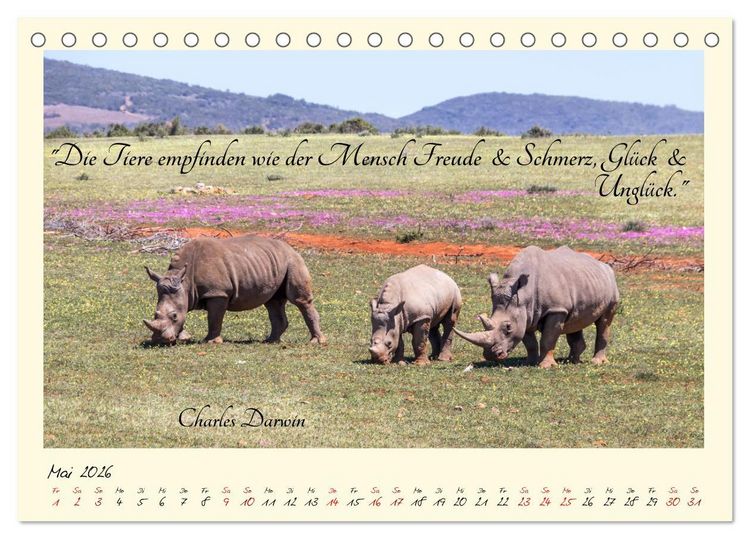 Produktbild: Gl&uuml;cksmomente Gl&uuml;cks-Zitate zu Fotos der gro&szlig;artigen s&uuml;dafrikanischen Tierwelt (Tischkalender 2026 DIN A5 quer), CALVENDO Monatskalender