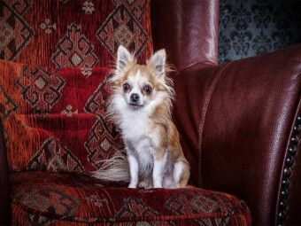 Produktbild: CALVENDO Puzzle Chihuahuas - Cool & nett | 1000 Teile Lege-Gr&ouml;&szlig;e 64x48cm Foto-Puzzle f&uuml;r gl&uuml;ckliche Stunden