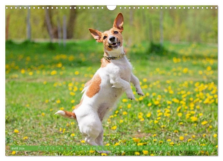 Produktbild: Jack Russell Terrier : vif et joueur (Calendrier mural 2026 DIN A3 vertical), CALVENDO calendrier mensuel