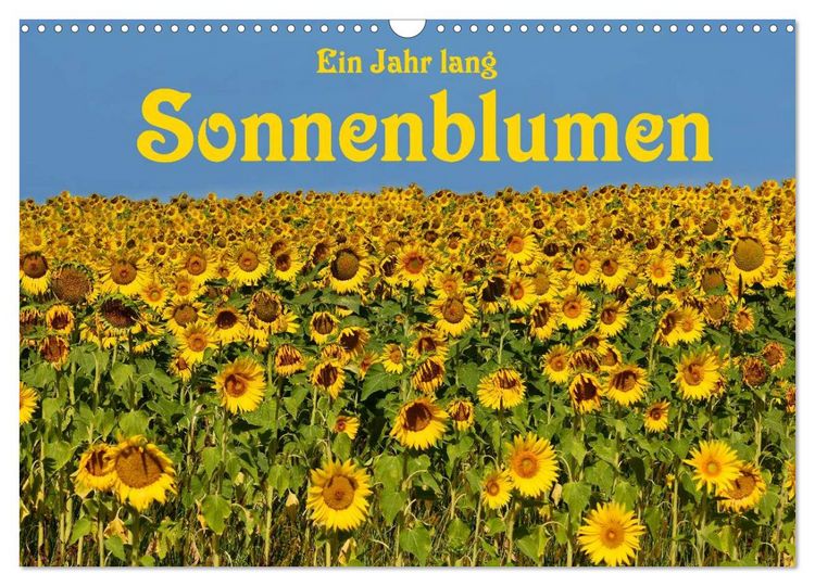 Produktbild: Ein Jahr lang Sonnenblumen (Wandkalender 2026 DIN A3 quer), CALVENDO Monatskalender