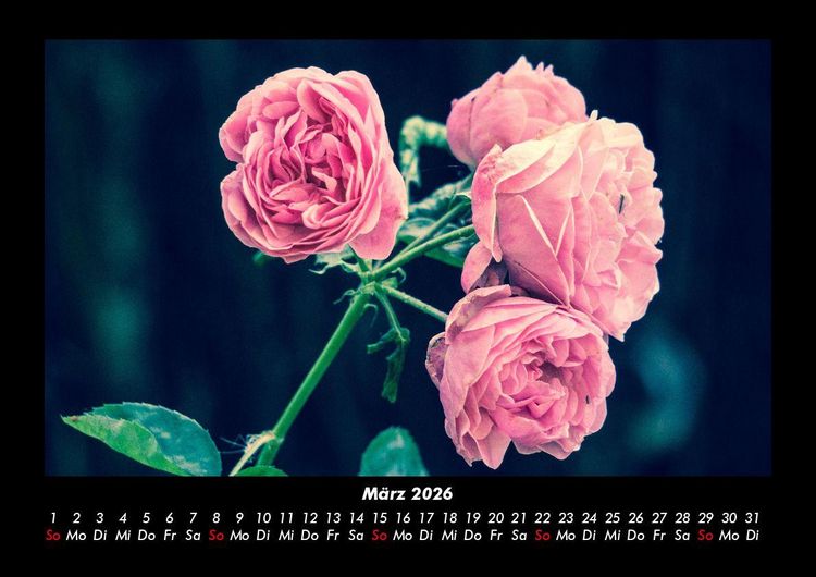 Produktbild: Rosen-Kalender 2026 Fotokalender DIN A3