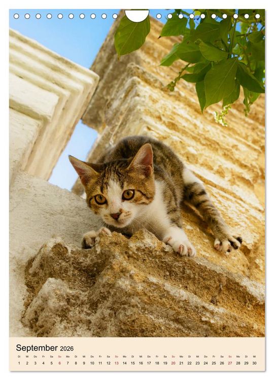 Produktbild: Katzen von Rhodos (Wandkalender 2026 DIN A4 hoch), CALVENDO Monatskalender