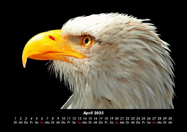 Produktbild: Adler 2025 Fotokalender DIN A3