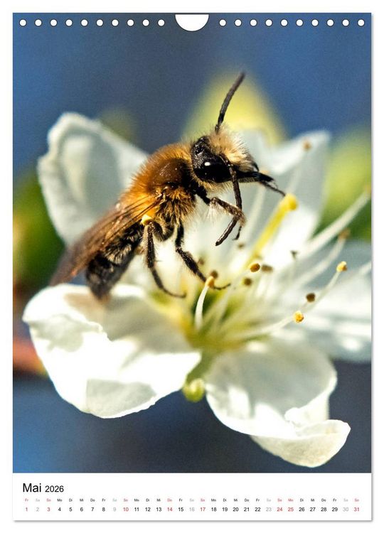 Produktbild: BIENEN - Kleine N&uuml;tzlinge ganz nah (Wandkalender 2026 DIN A4 hoch), CALVENDO Monatskalender