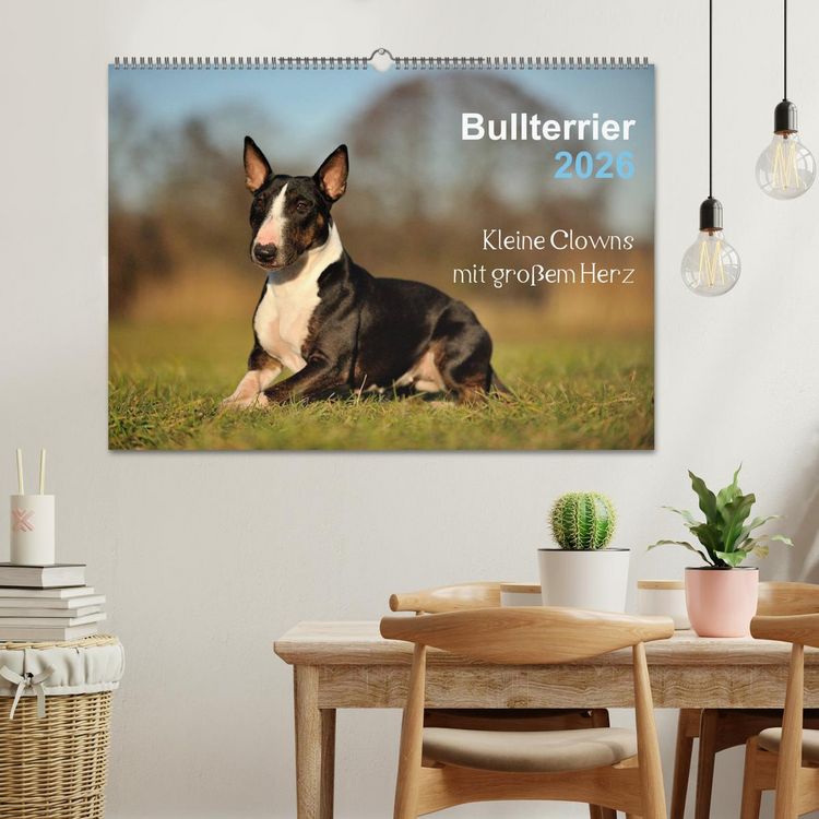 Produktbild: Bullterrier 2026 - Kleine Clowns mit gro&szlig;em Herz (Wandkalender 2026 DIN A2 quer), CALVENDO Monatskalender