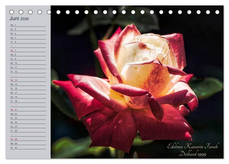 Produktbild: Kurf&uuml;rstliche Rosen Eltville am Rhein (Tischkalender 2026 DIN A5 quer), CALVENDO Monatskalender
